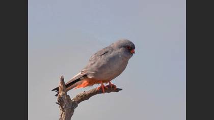 Ala doğan