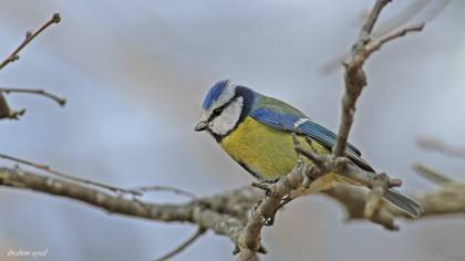 Eurasian Blue Tit
