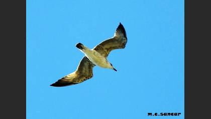 Yellow-legged Gull