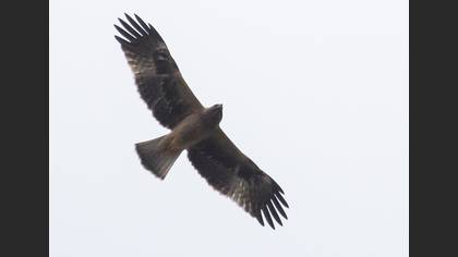 Küçük kartal
