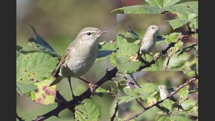 Willow Warbler