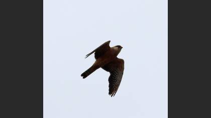 Red-footed Falcon