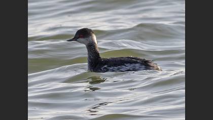 Black-necked Grebe
