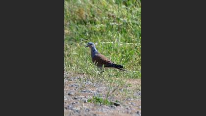European Turtle Dove