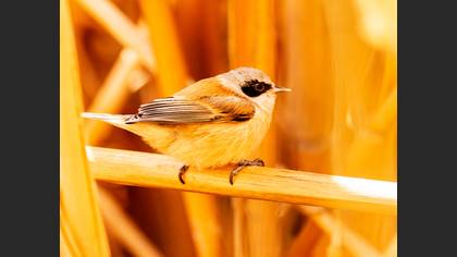 Eurasian Penduline Tit