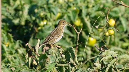 Meadow Pipit