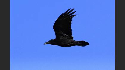Northern Raven