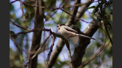 Long-tailed Tit