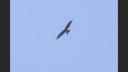 Black Kite