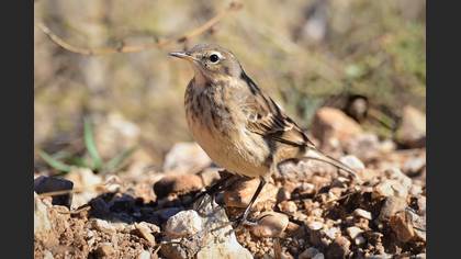 Water Pipit