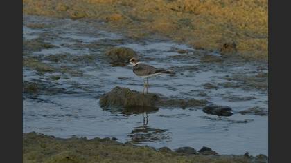 Kentish Plover