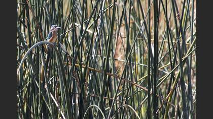 Common Kingfisher
