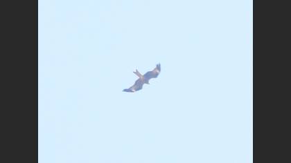 Red Kite
