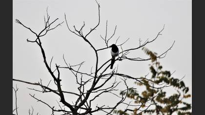 Eurasian Magpie