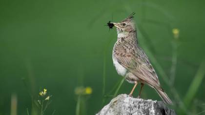Crested Lark