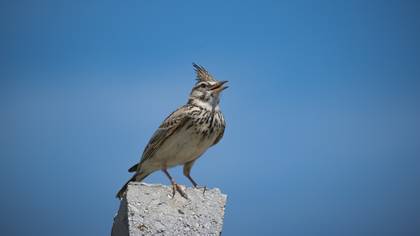 Crested Lark