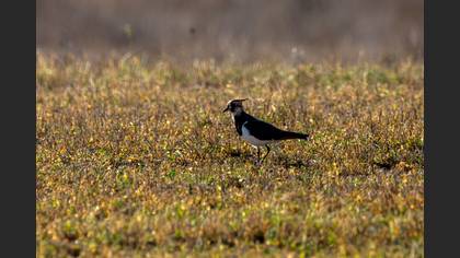 Northern Lapwing
