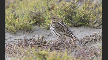 Red-throated Pipit