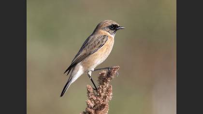 Siberian Stonechat