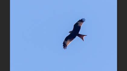 Red Kite