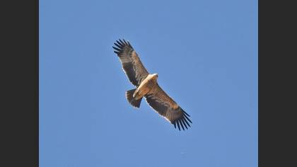 Şah kartal