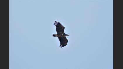 White-tailed Eagle