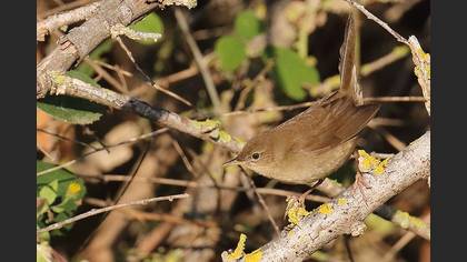 Savi`s Warbler