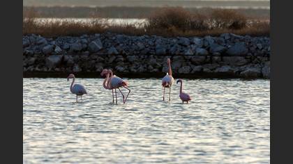 Küçük flamingo