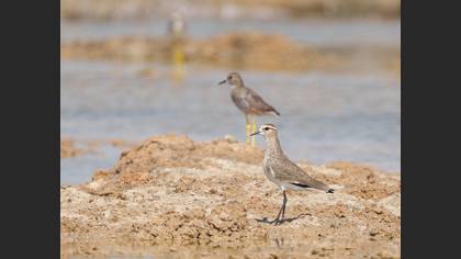 Sociable Lapwing