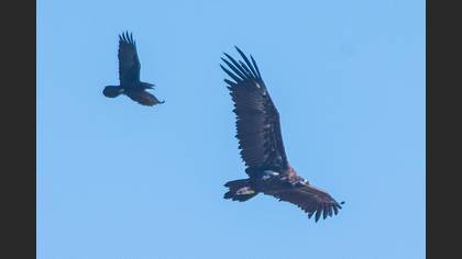 Cinereous Vulture