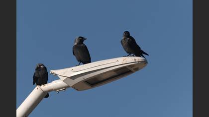 Western Jackdaw