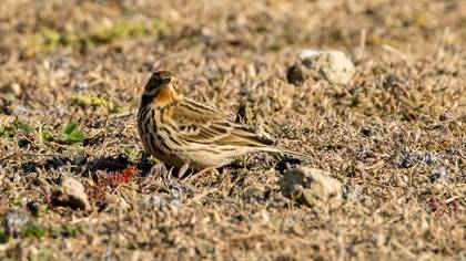 Red-throated Pipit
