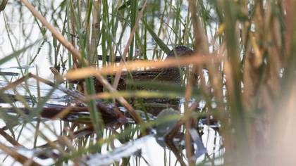 Spotted Crake