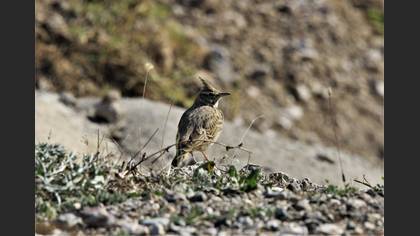 Crested Lark