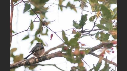 Long-tailed Tit