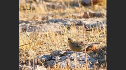 Cinereous Bunting