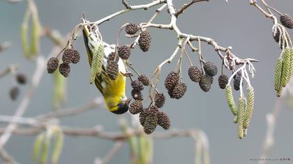Eurasian Siskin