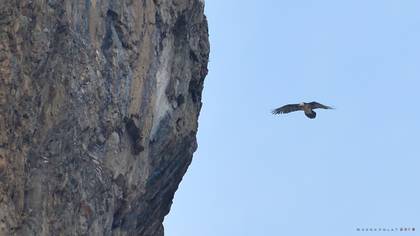 Bearded Vulture