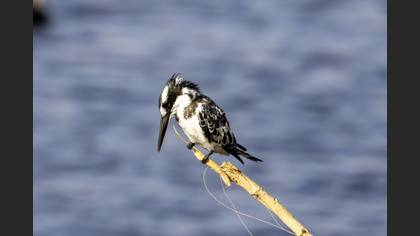 Pied Kingfisher