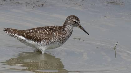 Wood Sandpiper