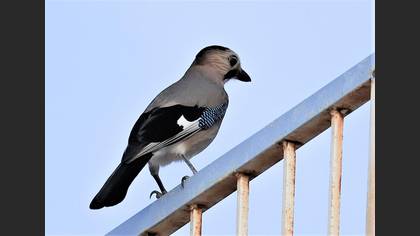 Eurasian Jay