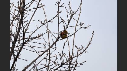 Yellowhammer