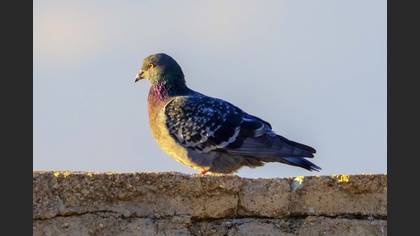 Rock Dove