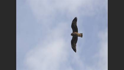 Küçük kartal