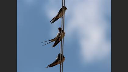 Barn Swallow