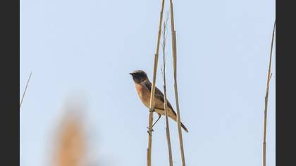 Siberian Stonechat
