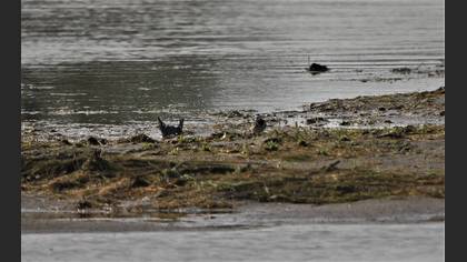 White Wagtail