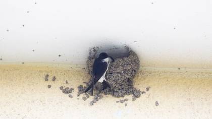 Common House Martin