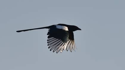 Eurasian Magpie