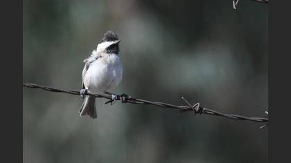 Sombre Tit